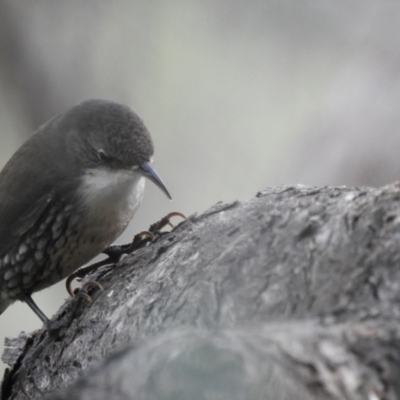 Cormobates leucophaea (White-throated Treecreeper) at West Wodonga, VIC - 27 Jul 2019 by Michelleco