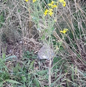 Sisymbrium officinale at Latham, ACT - 11 Aug 2020