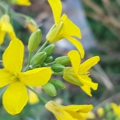 Sisymbrium officinale at Latham, ACT - 11 Aug 2020