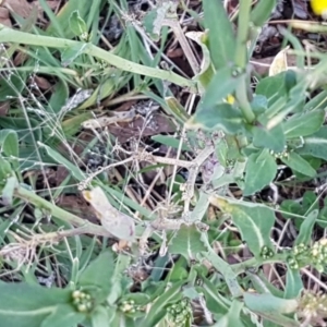 Sisymbrium officinale at Latham, ACT - 11 Aug 2020 04:46 PM