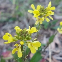 Sisymbrium officinale (Common Hedge Mustard) at Macgregor, ACT - 11 Aug 2020 by tpreston