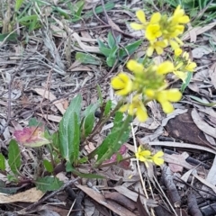 Sisymbrium officinale at Macgregor, ACT - 11 Aug 2020