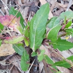 Sisymbrium officinale at Macgregor, ACT - 11 Aug 2020