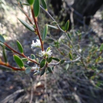 Monotoca scoparia (Broom Heath) at Bruce Ridge to Gossan Hill - 11 Aug 2020 by AndyRussell