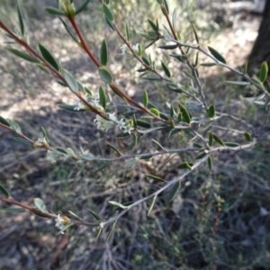 Monotoca scoparia at Bruce, ACT - 11 Aug 2020 03:53 PM