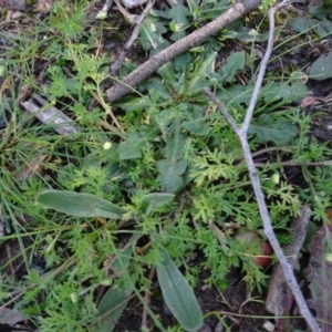 Cotula australis at Bruce, ACT - 11 Aug 2020