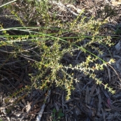 Acacia gunnii (Ploughshare Wattle) at Bruce, ACT - 11 Aug 2020 by AndyRussell