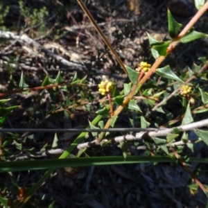 Acacia gunnii at Bruce, ACT - 11 Aug 2020