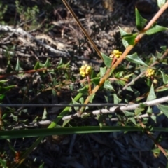 Acacia gunnii at Bruce, ACT - 11 Aug 2020