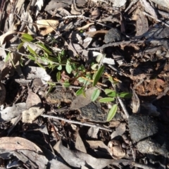 Hovea heterophylla (Common Hovea) at Bruce, ACT - 11 Aug 2020 by AndyRussell