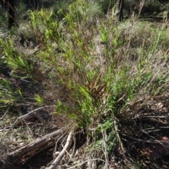 Stypandra glauca (Nodding Blue Lily) at Bruce Ridge to Gossan Hill - 11 Aug 2020 by AndyRussell