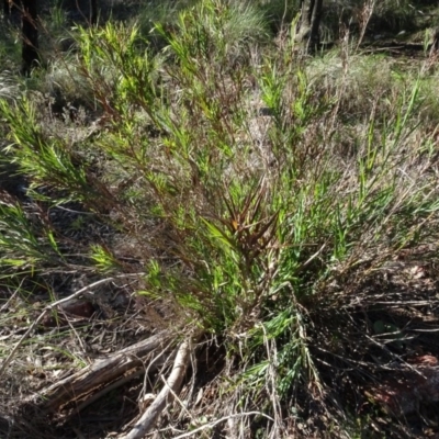 Stypandra glauca (Nodding Blue Lily) at Gossan Hill - 11 Aug 2020 by AndyRussell