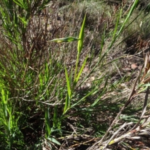 Stypandra glauca at Bruce, ACT - 11 Aug 2020