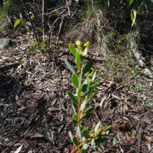 Acacia buxifolia subsp. buxifolia at Bookham, NSW - 11 Aug 2020