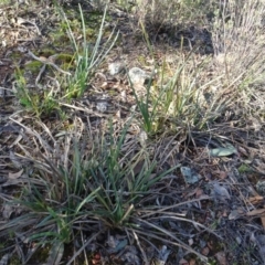 Lomandra longifolia (Spiny-headed Mat-rush, Honey Reed) at Bruce, ACT - 11 Aug 2020 by AndyRussell