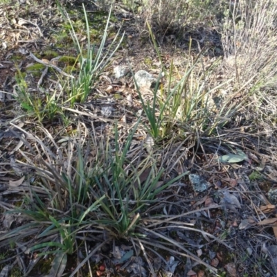 Lomandra longifolia (Spiny-headed Mat-rush, Honey Reed) at Bruce Ridge to Gossan Hill - 11 Aug 2020 by AndyRussell