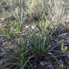 Lomandra longifolia at Bruce, ACT - 11 Aug 2020 04:33 PM