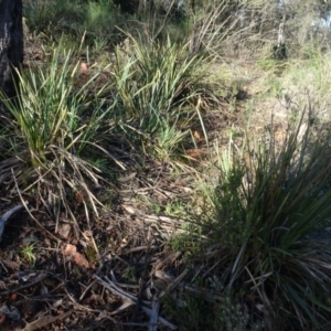 Lomandra longifolia at Bruce, ACT - 11 Aug 2020 04:33 PM