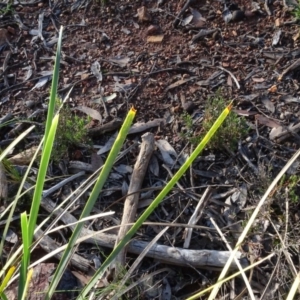 Lomandra longifolia at Bruce, ACT - 11 Aug 2020 04:33 PM