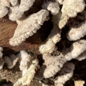 Schizophyllum commune at Quaama, NSW - 11 Aug 2020 03:34 PM