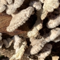 Schizophyllum commune (Split Gill Fungus) at Quaama, NSW - 11 Aug 2020 by FionaG