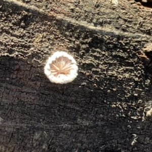 Schizophyllum commune at Quaama, NSW - 11 Aug 2020 03:34 PM