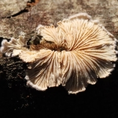 Schizophyllum commune at Quaama, NSW - 11 Aug 2020