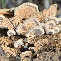 Schizophyllum commune at Quaama, NSW - 11 Aug 2020
