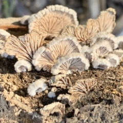 Schizophyllum commune at Quaama, NSW - 11 Aug 2020 03:34 PM