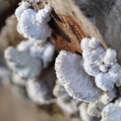 Schizophyllum commune at Quaama, NSW - 11 Aug 2020