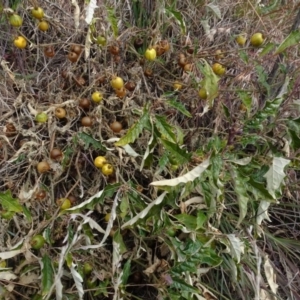 Solanum cinereum at Aranda, ACT - 11 Aug 2020