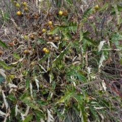 Solanum cinereum at Aranda, ACT - 11 Aug 2020