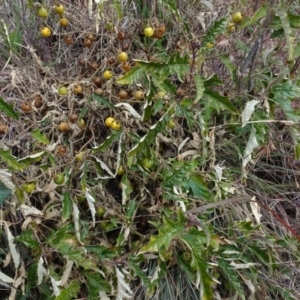 Solanum cinereum at Aranda, ACT - 11 Aug 2020