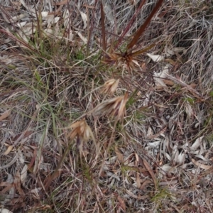 Themeda triandra at Aranda, ACT - 11 Aug 2020 01:49 PM