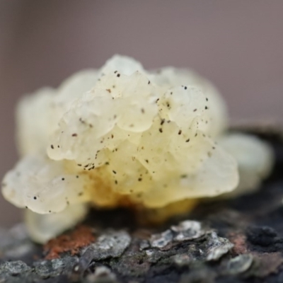 Tremella sp. (Tremella) at Quaama, NSW - 10 Aug 2020 by FionaG