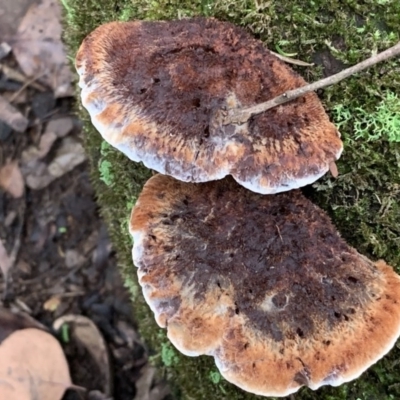 zz Polypore (shelf/hoof-like) at Quaama, NSW - 3 Aug 2020 by FionaG