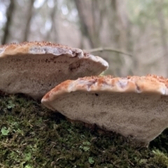 zz Polypore (shelf/hoof-like) at Quaama, NSW - 3 Aug 2020 03:28 PM