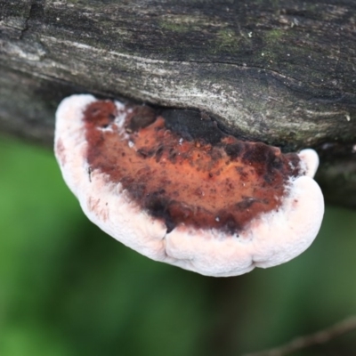 Unidentified Cup or disk - with no 'eggs' at Quaama, NSW - 3 Aug 2020 by FionaG