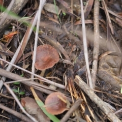 Unidentified Cup or disk - with no 'eggs' at Quaama, NSW - 3 Aug 2020 by FionaG