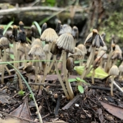 Unidentified Cup or disk - with no 'eggs' at Quaama, NSW - 10 Aug 2020 by FionaG