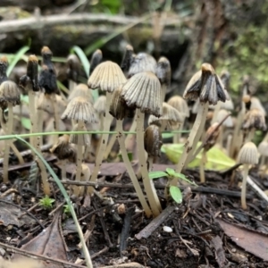 Coprinellus etc. at Quaama, NSW - 10 Aug 2020 03:40 PM