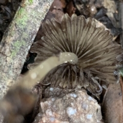 Coprinellus etc. at Quaama, NSW - 10 Aug 2020 03:40 PM