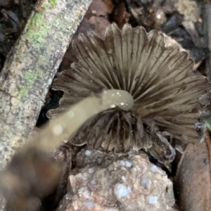 Coprinellus etc. at Quaama, NSW - 10 Aug 2020