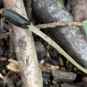 Coprinellus etc. at Quaama, NSW - 10 Aug 2020