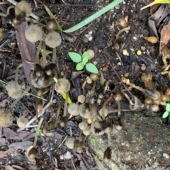 Coprinellus etc. at Quaama, NSW - 10 Aug 2020