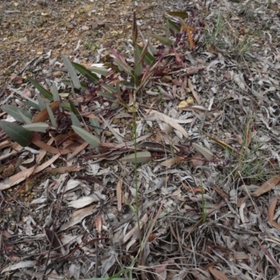 Rytidosperma sp. (Wallaby Grass) at Bruce, ACT - 11 Aug 2020 by AndyRussell