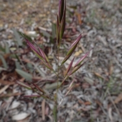 Rytidosperma sp. at Bruce, ACT - 11 Aug 2020