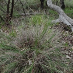 Rytidosperma pallidum (Red-anther Wallaby Grass) at Bruce, ACT - 11 Aug 2020 by AndyRussell