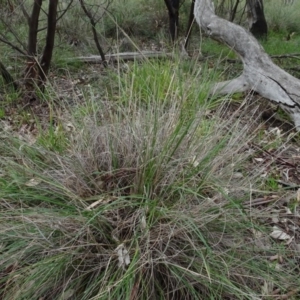 Rytidosperma pallidum at Bruce, ACT - 11 Aug 2020