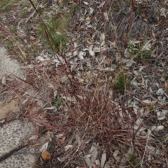 Bothriochloa macra (Red Grass, Red-leg Grass) at Bruce, ACT - 11 Aug 2020 by AndyRussell